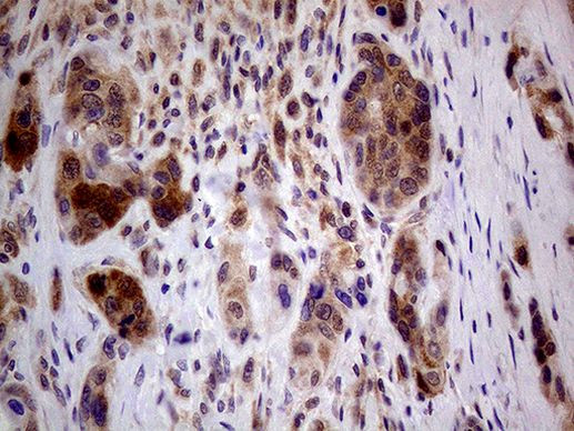 PCMT1 Antibody in Immunohistochemistry (Paraffin) (IHC (P))