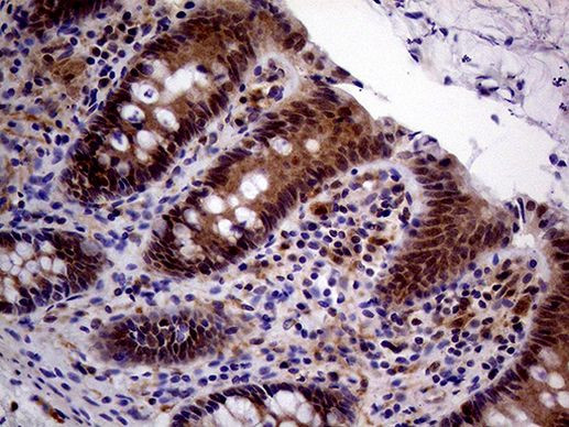 PCMT1 Antibody in Immunohistochemistry (Paraffin) (IHC (P))