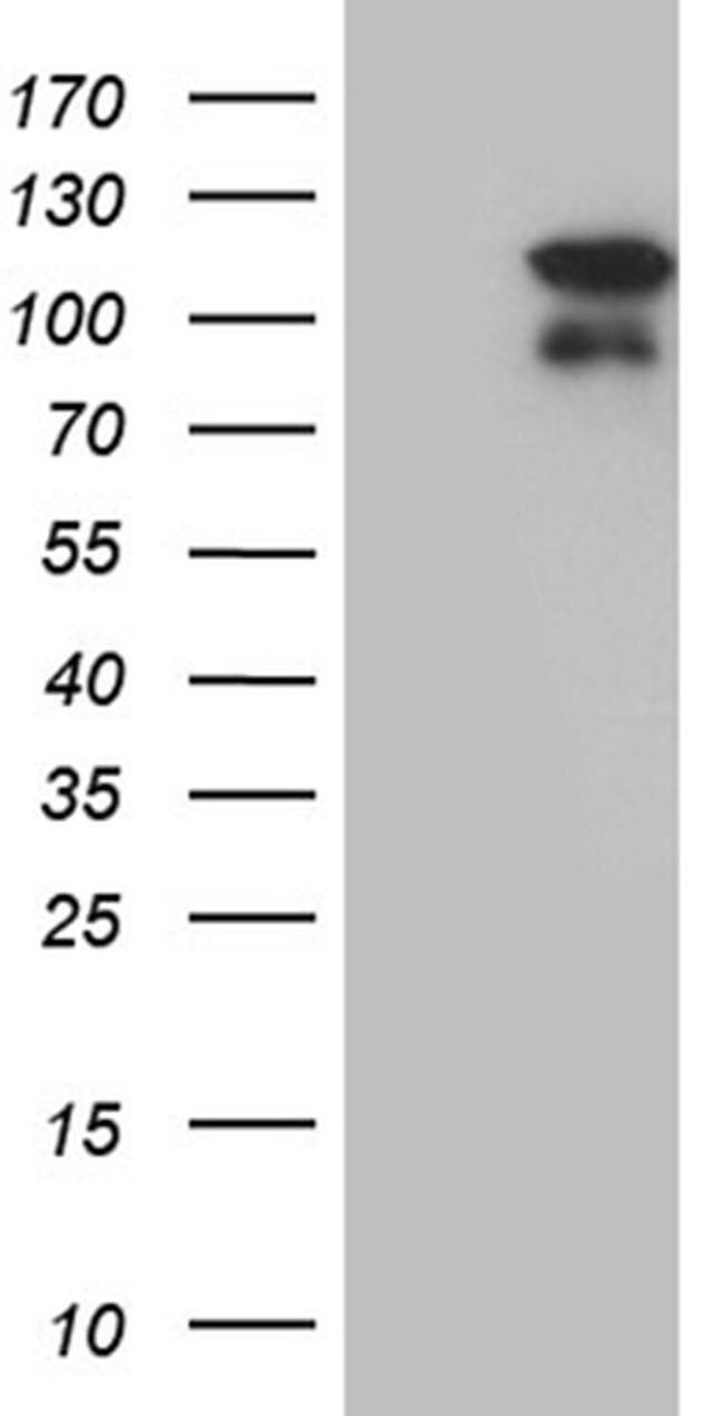 ELF4 Antibody in Western Blot (WB)