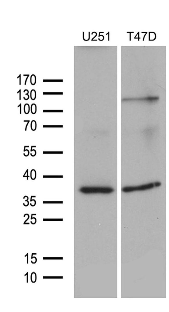 DIMT1 Antibody in Western Blot (WB)