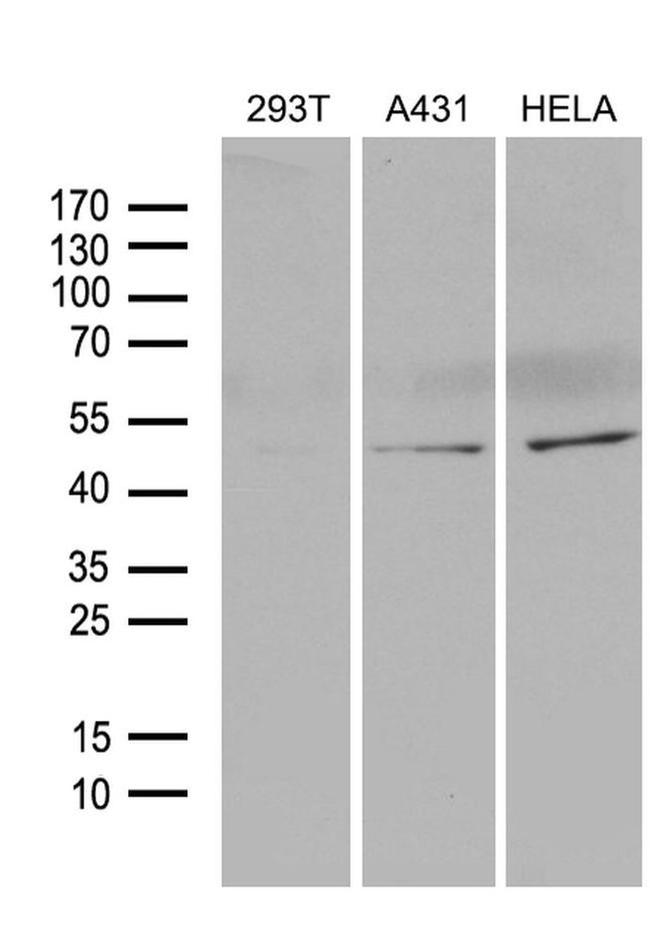 BHLHE40 Antibody in Western Blot (WB)