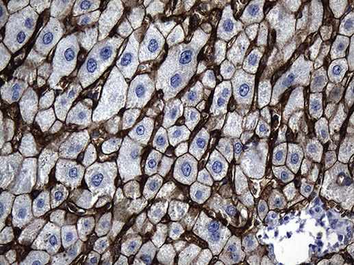 SLC39A5 Antibody in Immunohistochemistry (Paraffin) (IHC (P))