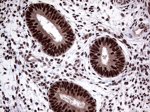 PPP4C Antibody in Immunohistochemistry (Paraffin) (IHC (P))