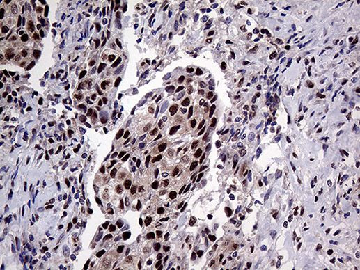 PPP4C Antibody in Immunohistochemistry (Paraffin) (IHC (P))