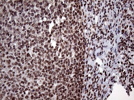 PPP4C Antibody in Immunohistochemistry (Paraffin) (IHC (P))