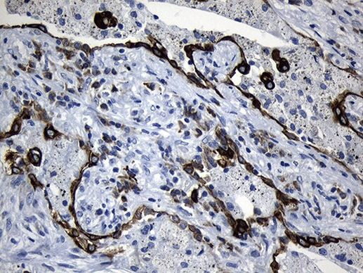 CISD2 Antibody in Immunohistochemistry (Paraffin) (IHC (P))