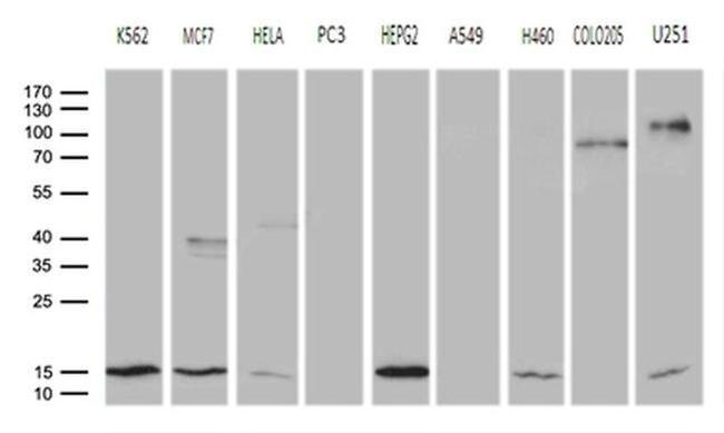 CISD2 Antibody in Western Blot (WB)