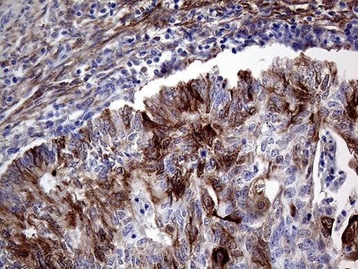 PRODH Antibody in Immunohistochemistry (Paraffin) (IHC (P))