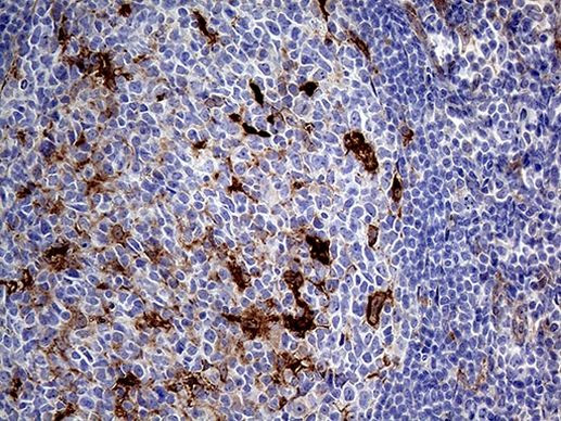 PRODH Antibody in Immunohistochemistry (Paraffin) (IHC (P))