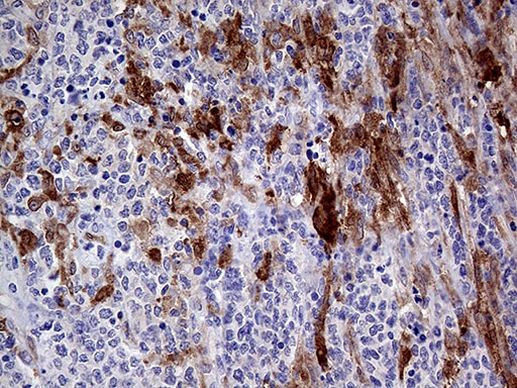 PRODH Antibody in Immunohistochemistry (Paraffin) (IHC (P))