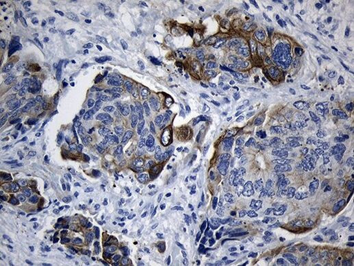 RNase11 Antibody in Immunohistochemistry (Paraffin) (IHC (P))