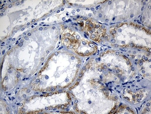 RNase11 Antibody in Immunohistochemistry (Paraffin) (IHC (P))