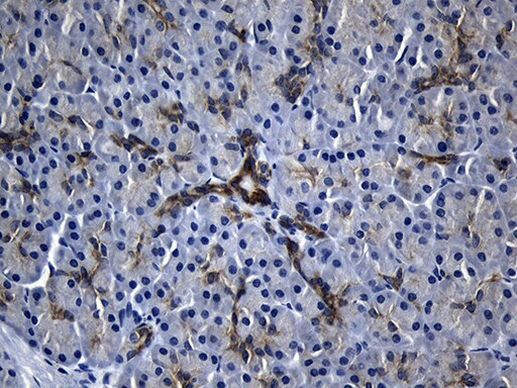 RNase11 Antibody in Immunohistochemistry (Paraffin) (IHC (P))