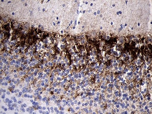 PRODH Antibody in Immunohistochemistry (Paraffin) (IHC (P))