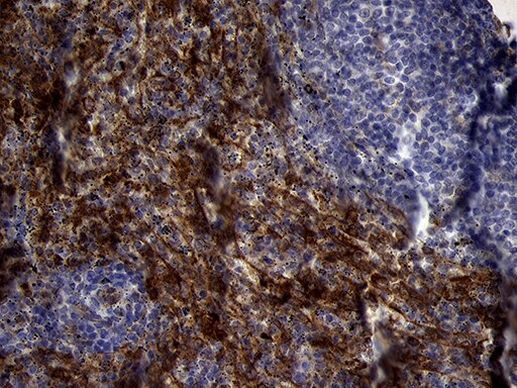 PRODH Antibody in Immunohistochemistry (Paraffin) (IHC (P))