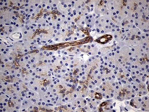 RNase11 Antibody in Immunohistochemistry (Paraffin) (IHC (P))