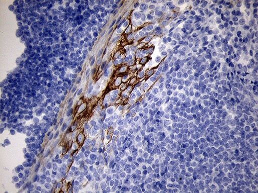 RNase11 Antibody in Immunohistochemistry (Paraffin) (IHC (P))