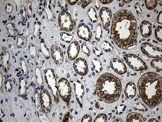 IkB epsilon Antibody in Immunohistochemistry (Paraffin) (IHC (P))