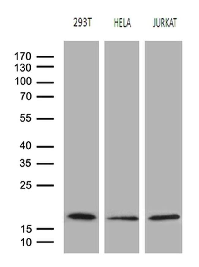 EDF1 Antibody in Western Blot (WB)