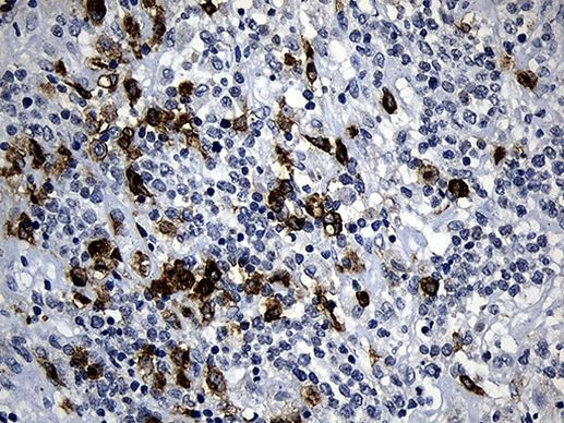 PLAC8 Antibody in Immunohistochemistry (Paraffin) (IHC (P))