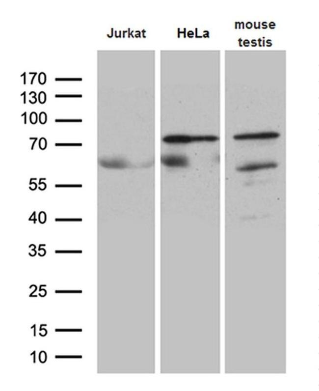 ELL Antibody in Western Blot (WB)