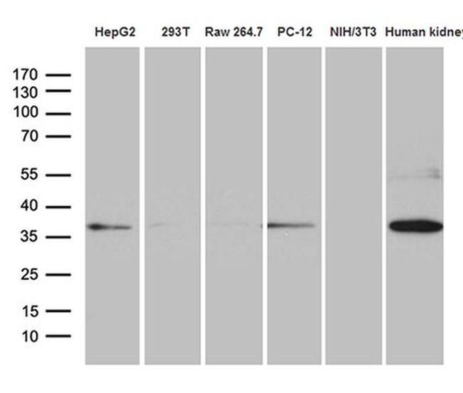 Syntaxin 3 Antibody in Western Blot (WB)