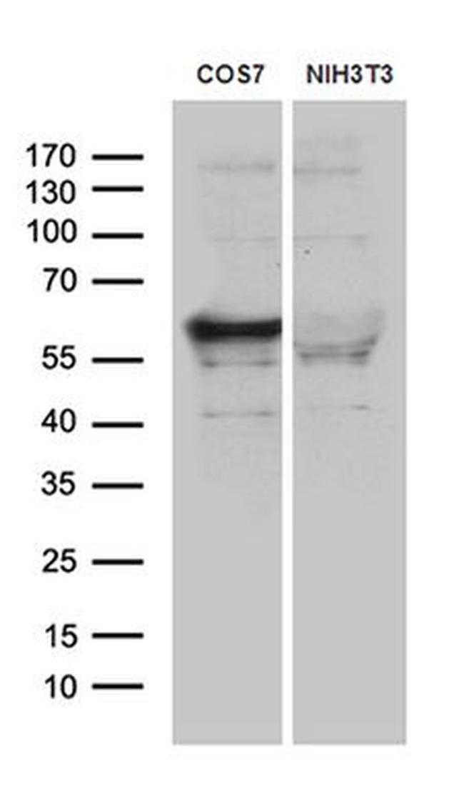 BAF60C Antibody in Western Blot (WB)