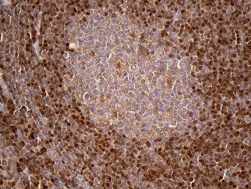 CHIA Antibody in Immunohistochemistry (Paraffin) (IHC (P))