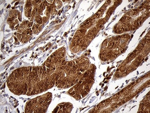 CHIA Antibody in Immunohistochemistry (Paraffin) (IHC (P))