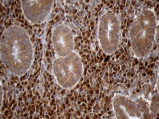 CHIA Antibody in Immunohistochemistry (Paraffin) (IHC (P))