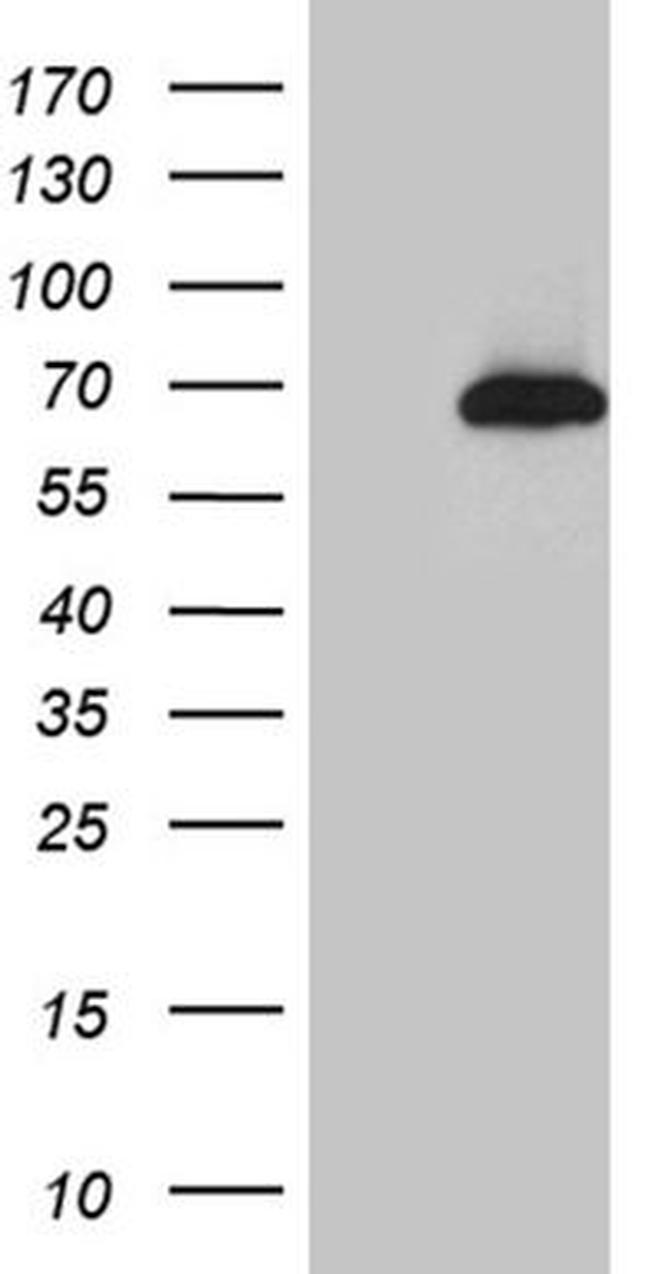 Cdc45L Antibody in Western Blot (WB)