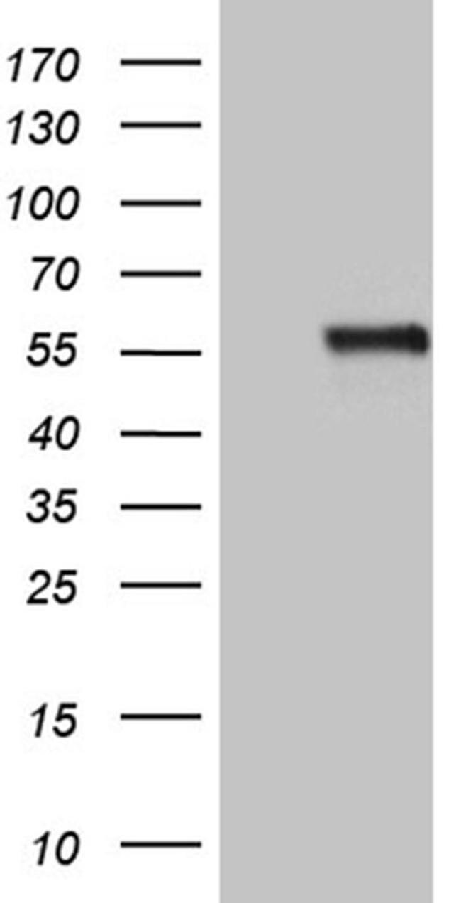 NAGA Antibody in Western Blot (WB)