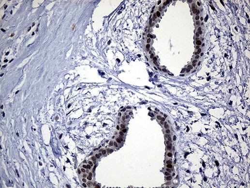 NEMF Antibody in Immunohistochemistry (Paraffin) (IHC (P))