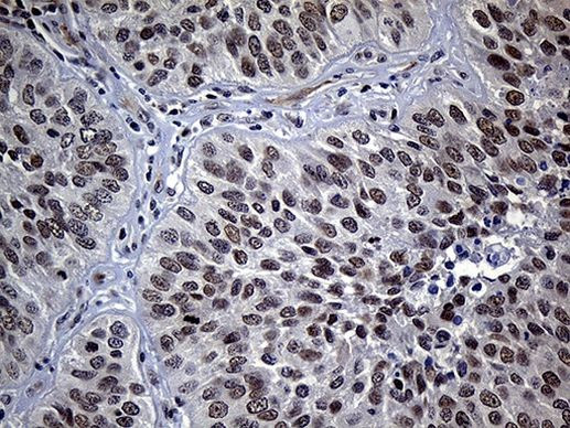 NEMF Antibody in Immunohistochemistry (Paraffin) (IHC (P))