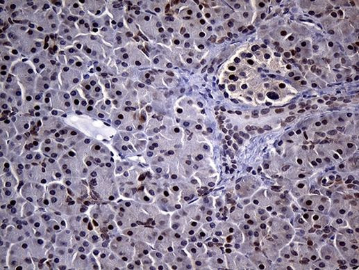 NEMF Antibody in Immunohistochemistry (Paraffin) (IHC (P))