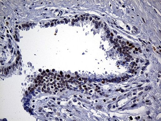 NEMF Antibody in Immunohistochemistry (Paraffin) (IHC (P))