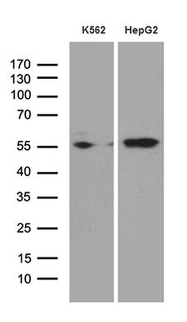 Staufen Antibody in Western Blot (WB)