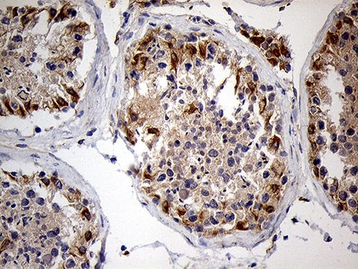 Zfp57 Antibody in Immunohistochemistry (Paraffin) (IHC (P))