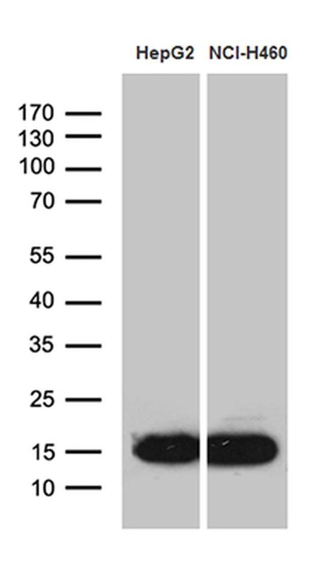 IFITM2 Antibody in Western Blot (WB)