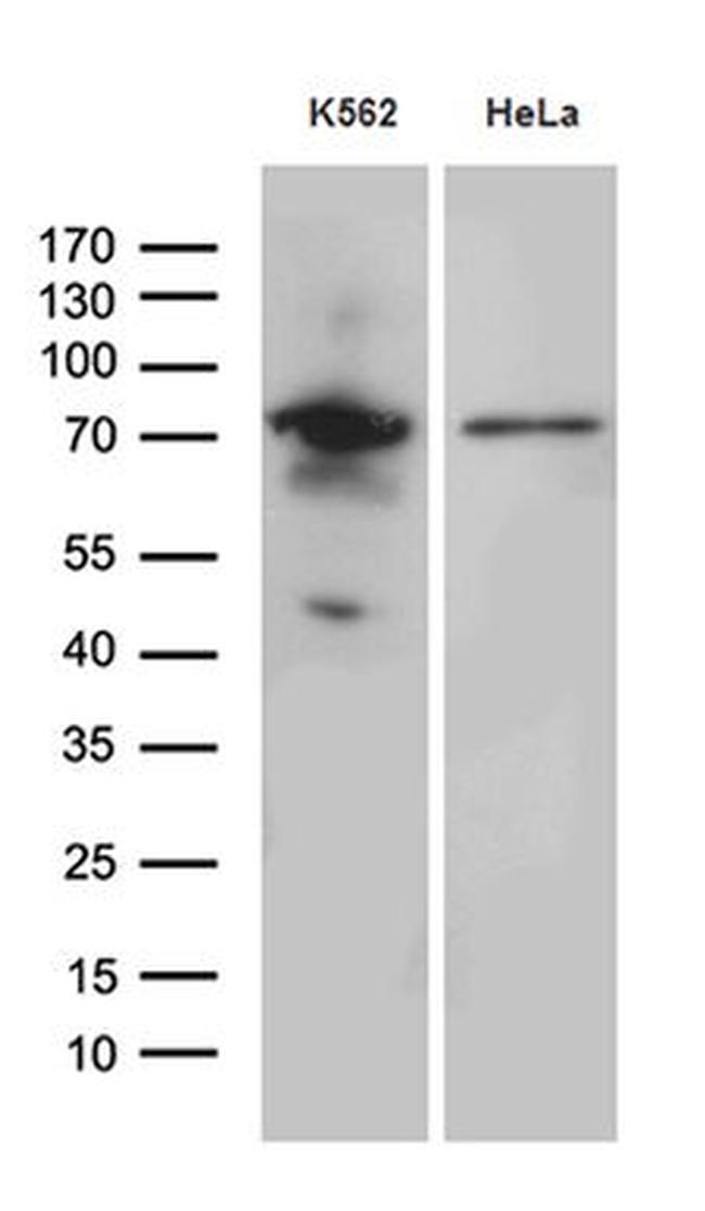 RACGAP1 Antibody in Western Blot (WB)