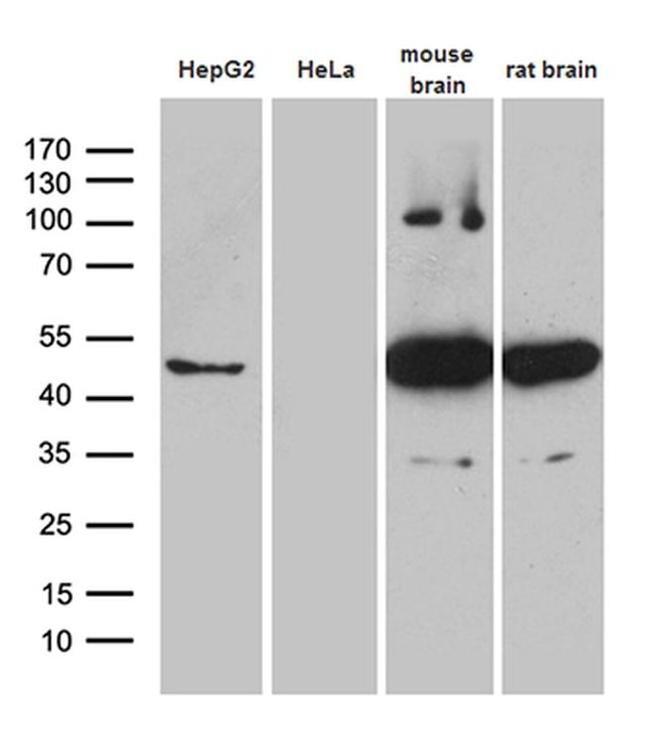 HOMER1 Antibody in Western Blot (WB)