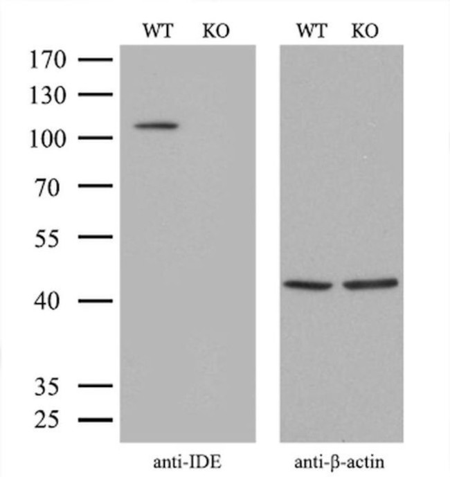 IDE Antibody