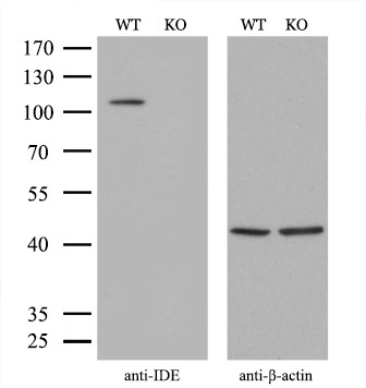 IDE Antibody