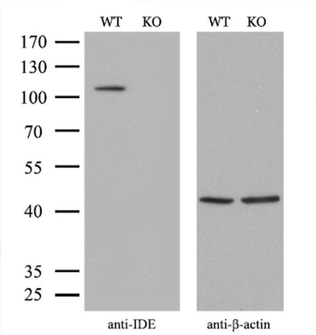 IDE Antibody in Western Blot (WB)