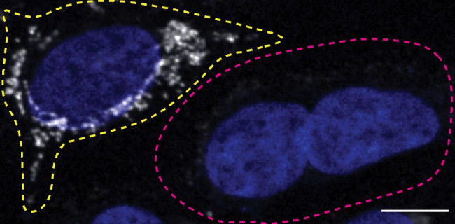 CHCHD10 Antibody in Immunocytochemistry (ICC/IF)