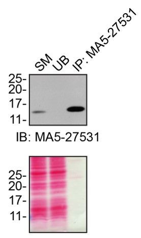 CHCHD10 Antibody in Immunoprecipitation (IP)