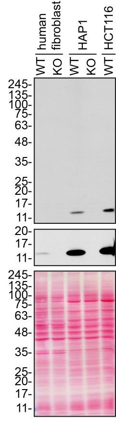 CHCHD10 Antibody