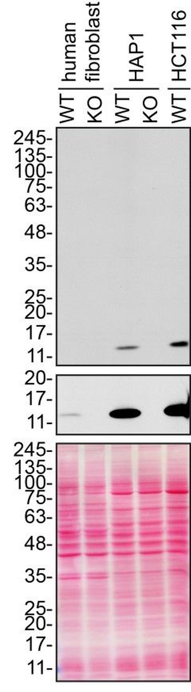 CHCHD10 Antibody in Western Blot (WB)