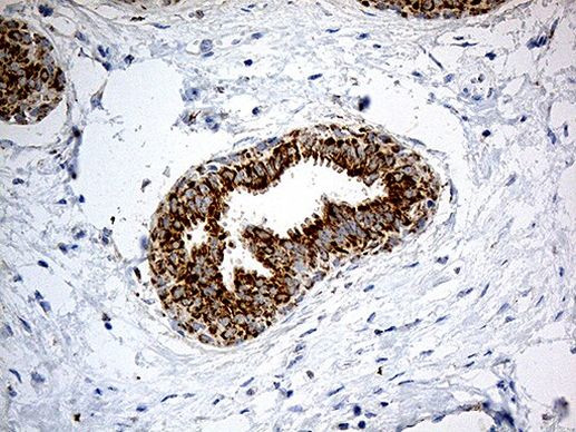 CHCHD10 Antibody in Immunohistochemistry (Paraffin) (IHC (P))