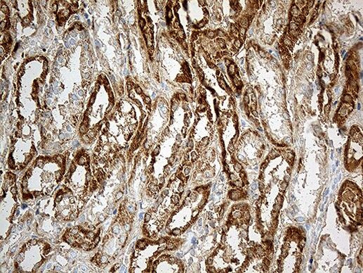 CHCHD10 Antibody in Immunohistochemistry (Paraffin) (IHC (P))